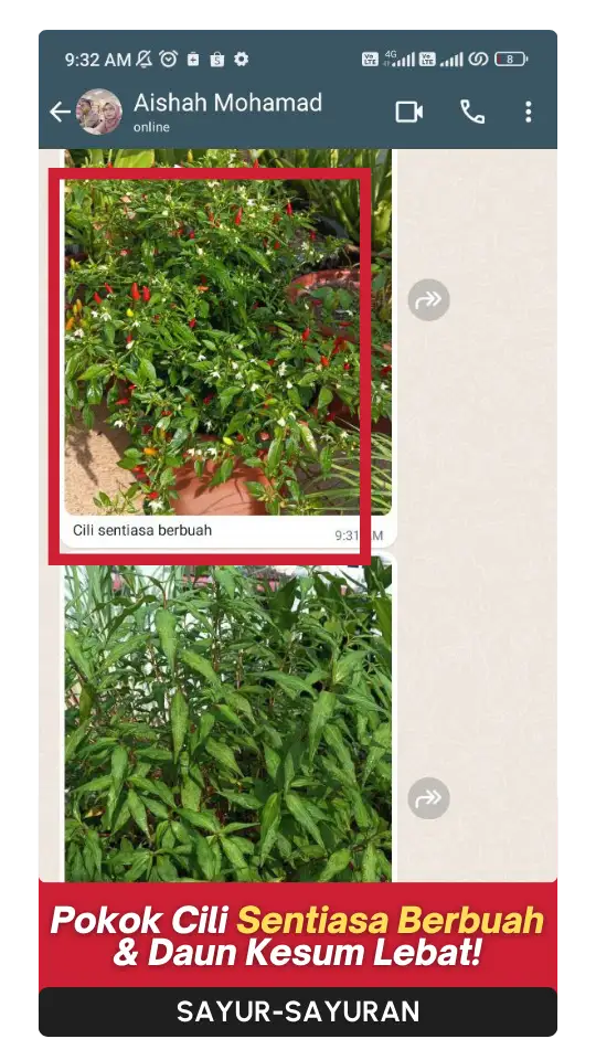 Testimoni-Sayur-3.webp